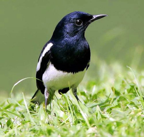 Burung Kacer sumatra